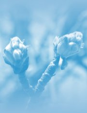 Knospen