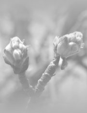 Knospen
